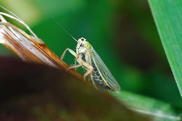 identificazione cicadellidae